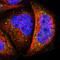 TAO Kinase 1 antibody, HPA007669, Atlas Antibodies, Immunofluorescence image 