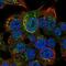 Serpin Family D Member 1 antibody, NBP2-33764, Novus Biologicals, Immunocytochemistry image 