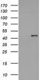 Hydroxyacid Oxidase 1 antibody, TA501957S, Origene, Western Blot image 