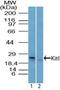 KIT Ligand antibody, NBP2-27162, Novus Biologicals, Western Blot image 