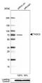 THO Complex 3 antibody, NBP1-92503, Novus Biologicals, Western Blot image 