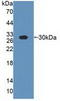 Alpha-S1-casein antibody, LS-C714162, Lifespan Biosciences, Western Blot image 