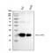 Major Histocompatibility Complex, Class II, DR Alpha antibody, M01195-4, Boster Biological Technology, Western Blot image 