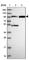 Family With Sequence Similarity 160 Member B1 antibody, HPA043624, Atlas Antibodies, Western Blot image 