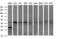 Apolipoprotein A5 antibody, M01242-1, Boster Biological Technology, Western Blot image 