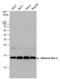 Histone Cluster 2 H2A Family Member A4 antibody, GTX129564, GeneTex, Western Blot image 