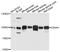 Glutamate Ionotropic Receptor AMPA Type Subunit 4 antibody, abx124111, Abbexa, Western Blot image 