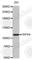 Heat Shock Protein Family A (Hsp70) Member 4 antibody, A0020, ABclonal Technology, Western Blot image 