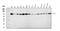 Acyl-CoA Synthetase Long Chain Family Member 4 antibody, A04372-3, Boster Biological Technology, Western Blot image 