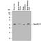 Odorant Binding Protein 2A antibody, AF7974, R&D Systems, Western Blot image 