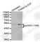 SHC Adaptor Protein 1 antibody, AP0265, ABclonal Technology, Western Blot image 