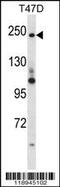 Periplakin antibody, 57-532, ProSci, Western Blot image 