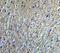 Neurturin antibody, NBP1-77047, Novus Biologicals, Immunohistochemistry paraffin image 