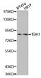 TANK Binding Kinase 1 antibody, LS-C332178, Lifespan Biosciences, Western Blot image 