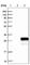 Chromosome 1 Open Reading Frame 50 antibody, HPA030236, Atlas Antibodies, Western Blot image 