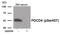 Programmed Cell Death 4 antibody, 80-012, ProSci, Western Blot image 