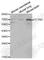 Tectonic Family Member 3 antibody, A0684, ABclonal Technology, Western Blot image 