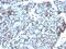 Small Ubiquitin Like Modifier 1 antibody, GTX35094, GeneTex, Immunohistochemistry paraffin image 