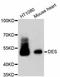 Desmin antibody, A10837, ABclonal Technology, Western Blot image 