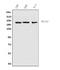 RPTOR Independent Companion Of MTOR Complex 2 antibody, A03195-1, Boster Biological Technology, Western Blot image 