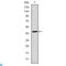 Apolipoprotein B antibody, LS-C812502, Lifespan Biosciences, Enzyme Linked Immunosorbent Assay image 