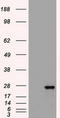 Fms Related Tyrosine Kinase 3 Ligand antibody, LS-C784149, Lifespan Biosciences, Western Blot image 