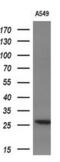 Interleukin 36 Alpha antibody, MA5-25185, Invitrogen Antibodies, Western Blot image 
