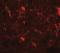 Corticotropin Releasing Hormone antibody, NBP2-41273, Novus Biologicals, Immunofluorescence image 