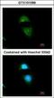 Cytochrome P450 Oxidoreductase antibody, GTX101099, GeneTex, Immunocytochemistry image 