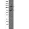 Nuclear Factor Of Activated T Cells 2 antibody, PA5-64485, Invitrogen Antibodies, Western Blot image 