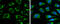 Iron-Sulfur Cluster Assembly Enzyme antibody, GTX115709, GeneTex, Immunofluorescence image 