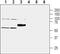 Solute Carrier Family 30 Member 1 antibody, PA5-77768, Invitrogen Antibodies, Western Blot image 