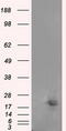 NME/NM23 Nucleoside Diphosphate Kinase 4 antibody, TA501117S, Origene, Western Blot image 