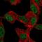 Kruppel Like Factor 12 antibody, NBP2-56075, Novus Biologicals, Immunofluorescence image 