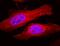 Crystallin Alpha B antibody, NB120-13497, Novus Biologicals, Immunofluorescence image 