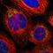 Presenilin Associated Rhomboid Like antibody, HPA019545, Atlas Antibodies, Immunocytochemistry image 