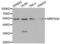 Mitochondrial Ribosomal Protein S30 antibody, abx004479, Abbexa, Western Blot image 