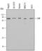 SH2B Adaptor Protein 3 antibody, AF5888, R&D Systems, Western Blot image 