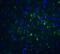 FOXP3 antibody, 7187, ProSci, Immunofluorescence image 