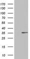 RNA Transcription, Translation And Transport Factor antibody, LS-C790063, Lifespan Biosciences, Western Blot image 