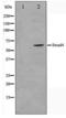SMAD Family Member 4 antibody, LS-C416059, Lifespan Biosciences, Western Blot image 
