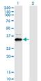 Protein ZNF365 antibody, MA5-21365, Invitrogen Antibodies, Western Blot image 