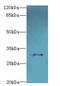 Transmembrane Protein 53 antibody, LS-C394861, Lifespan Biosciences, Western Blot image 