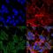 Solute Carrier Family 17 Member 6 antibody, MA5-27613, Invitrogen Antibodies, Immunofluorescence image 