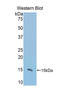 Vanin 1 antibody, LS-C304647, Lifespan Biosciences, Western Blot image 