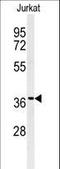 Guanine nucleotide-binding protein G(I)/G(S)/G(T) subunit beta-1 antibody, LS-C166556, Lifespan Biosciences, Western Blot image 