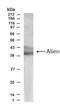 COP9 Signalosome Subunit 2 antibody, NB100-93557, Novus Biologicals, Western Blot image 