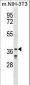  antibody, LS-B10690, Lifespan Biosciences, Western Blot image 