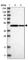 TRNA Methyltransferase 12 Homolog antibody, HPA023939, Atlas Antibodies, Western Blot image 