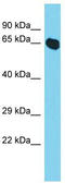 NEDD8 Activating Enzyme E1 Subunit 1 antibody, TA342594, Origene, Western Blot image 